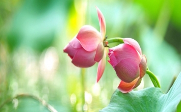 Người ở trong hạnh phúc không biết là hạnh phúc, thuyền đi trong nước không biết nước chảy